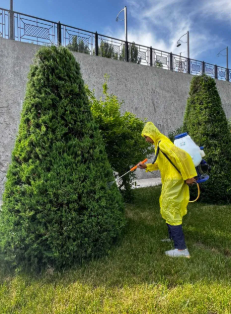 Daraxtlar uchun dizenfeksiya xizmati